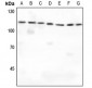 Anti-IARS2 Antibody